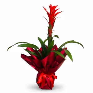 Saksı Guzmania Çiçeği
